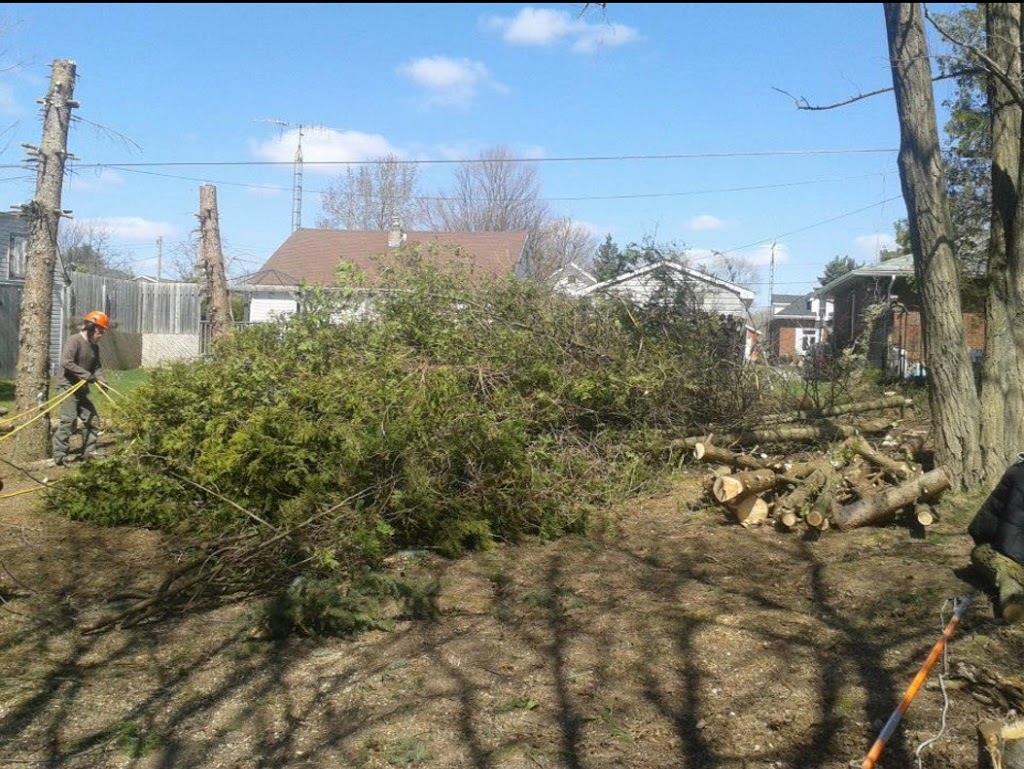 Colesons Tree Service | 423 Woodley Rd, Waterford, ON N0E 1Y0, Canada | Phone: (519) 770-6497