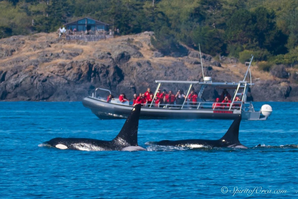 San Juan Safaris - Whale Watching | 10 Front St #102, Friday Harbor, WA 98250, USA | Phone: (360) 378-1323