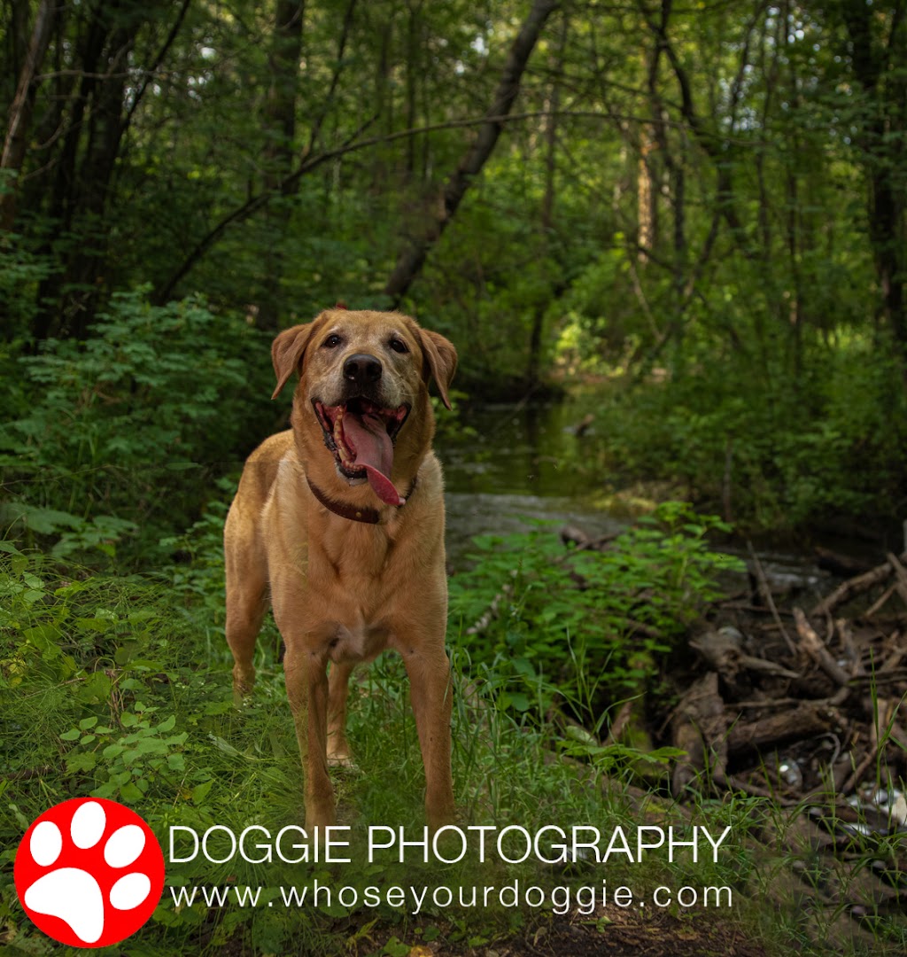 Doggie Photography | 160 Kulawy Dr NW, Edmonton, AB T6L 6Y9, Canada | Phone: (780) 966-1941