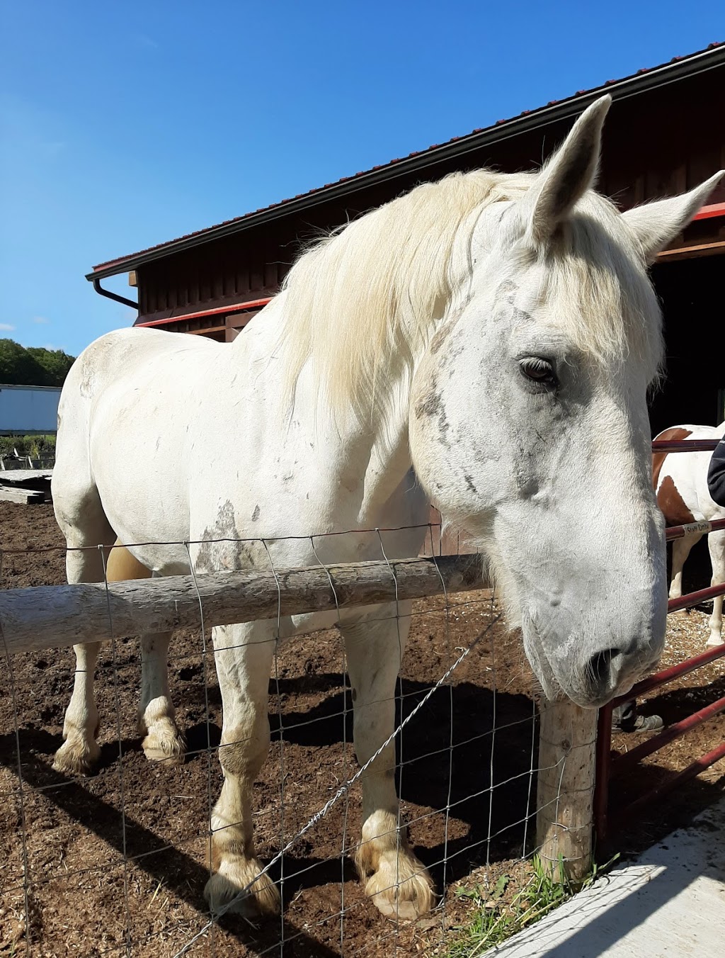 Walkabout Farm Therapeutic Riding Association Inc. | Highway 35, 1105 Spring Valley Rd, Minden, ON K0M 2K0, Canada | Phone: (705) 455-2899