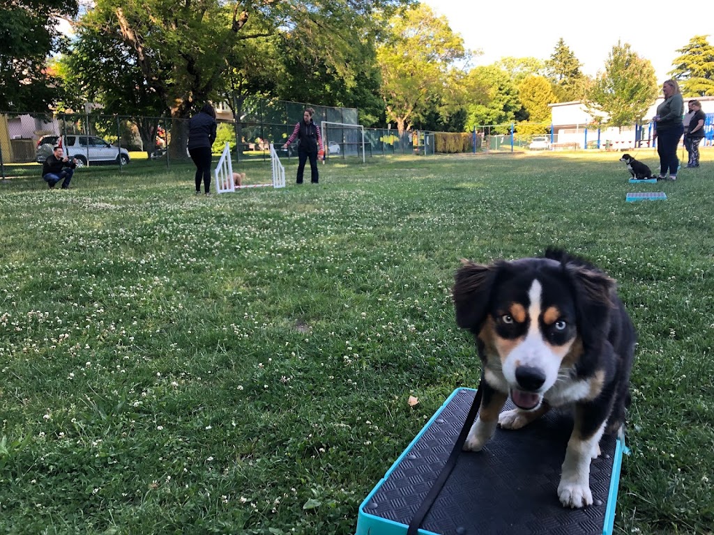 Evolve Dog Training | 1825 W 13th Ave, Vancouver, BC V6J 2H1, Canada | Phone: (778) 833-3335