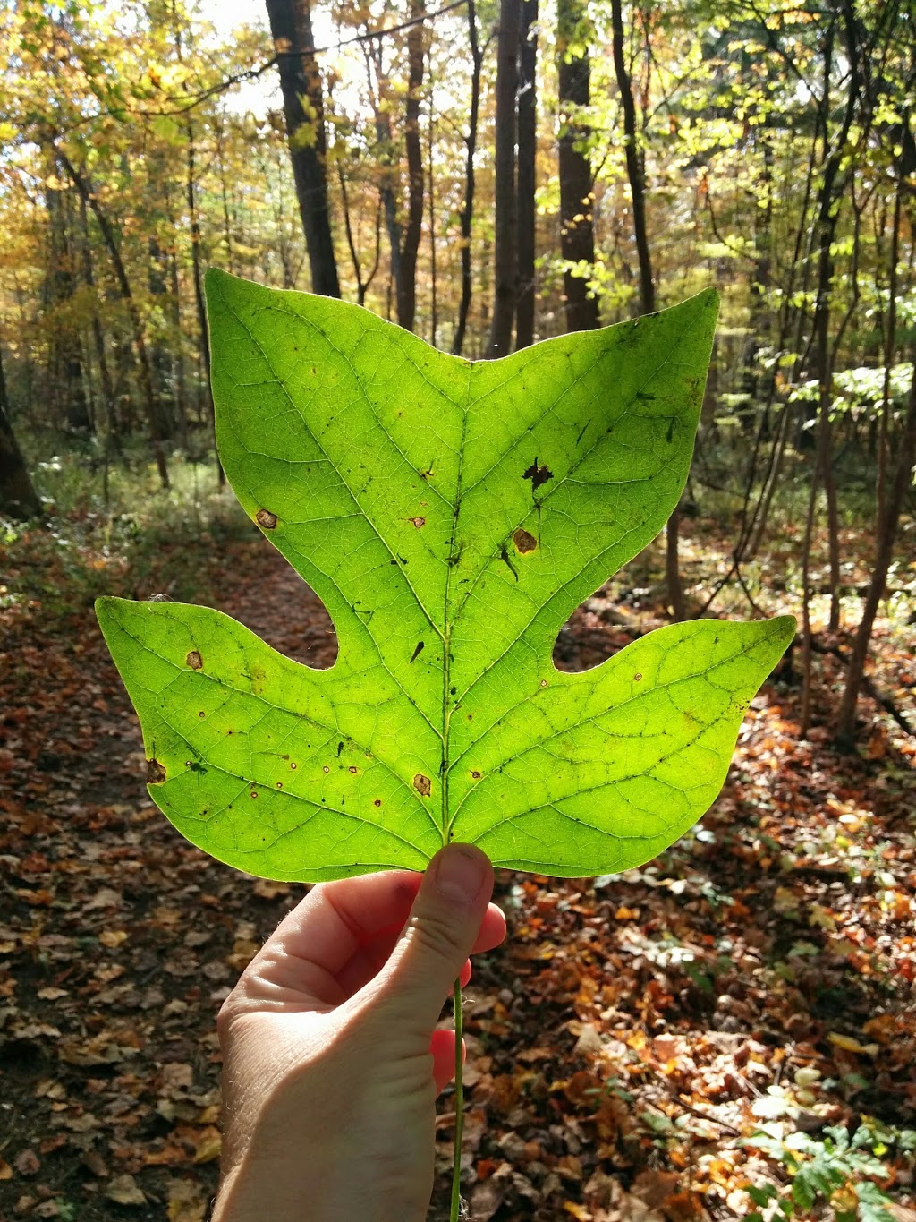 Tulip Tree Trail | Gardiner, Morpeth, ON N0P 1X0, Canada