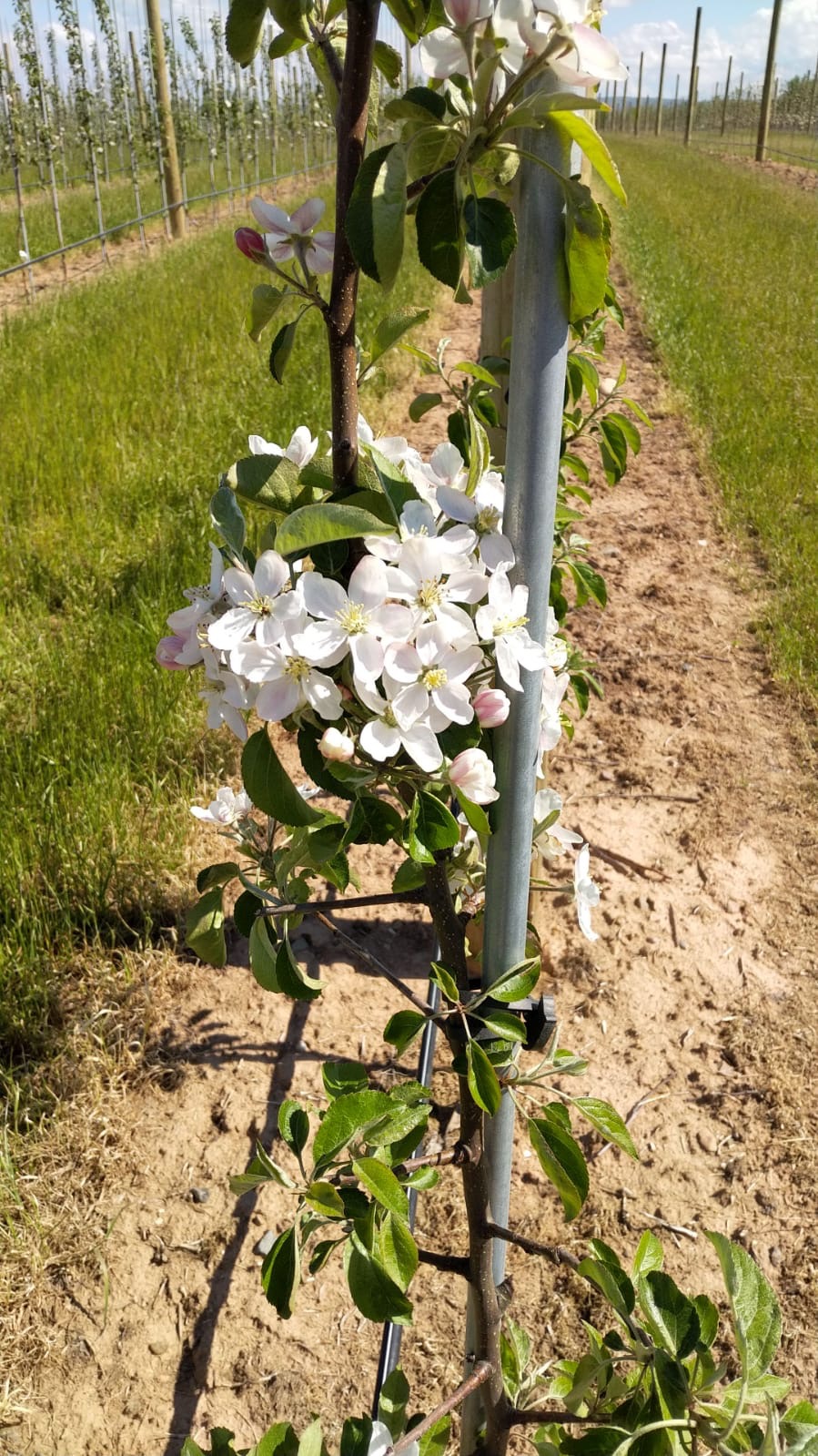 Thiessen Farm Ltd. | 2451 Black Rock Rd, Waterville, NS B0P 1V0, Canada | Phone: (902) 692-1950