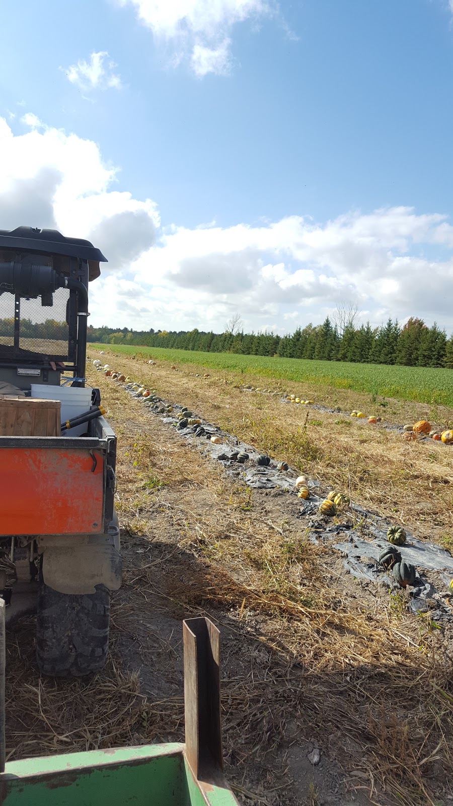 Les Légumes Charbonneau | 133 Chemin du Vide, Sainte-Angèle-de-Monnoir, QC J0L 1P0, Canada | Phone: (450) 460-7567