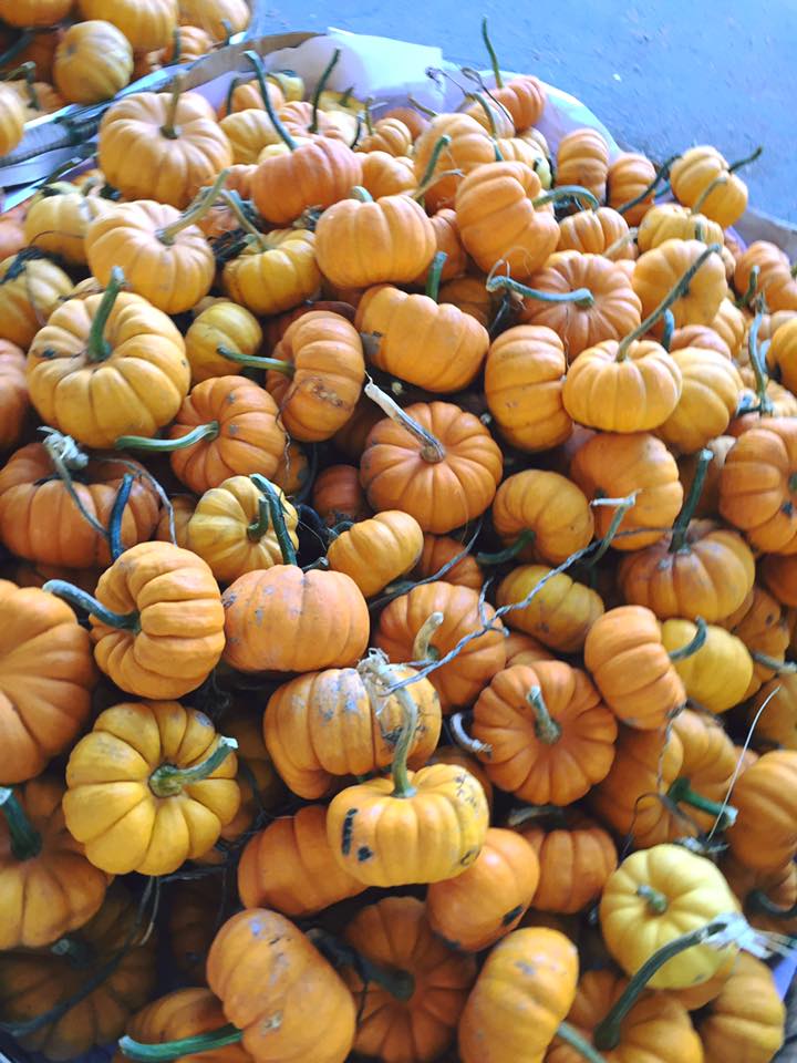 The Pumpkin Patch at Richmond Country Farms | 12900 Steveston Hwy, Richmond, BC V6W 1A3, Canada | Phone: (604) 274-0522