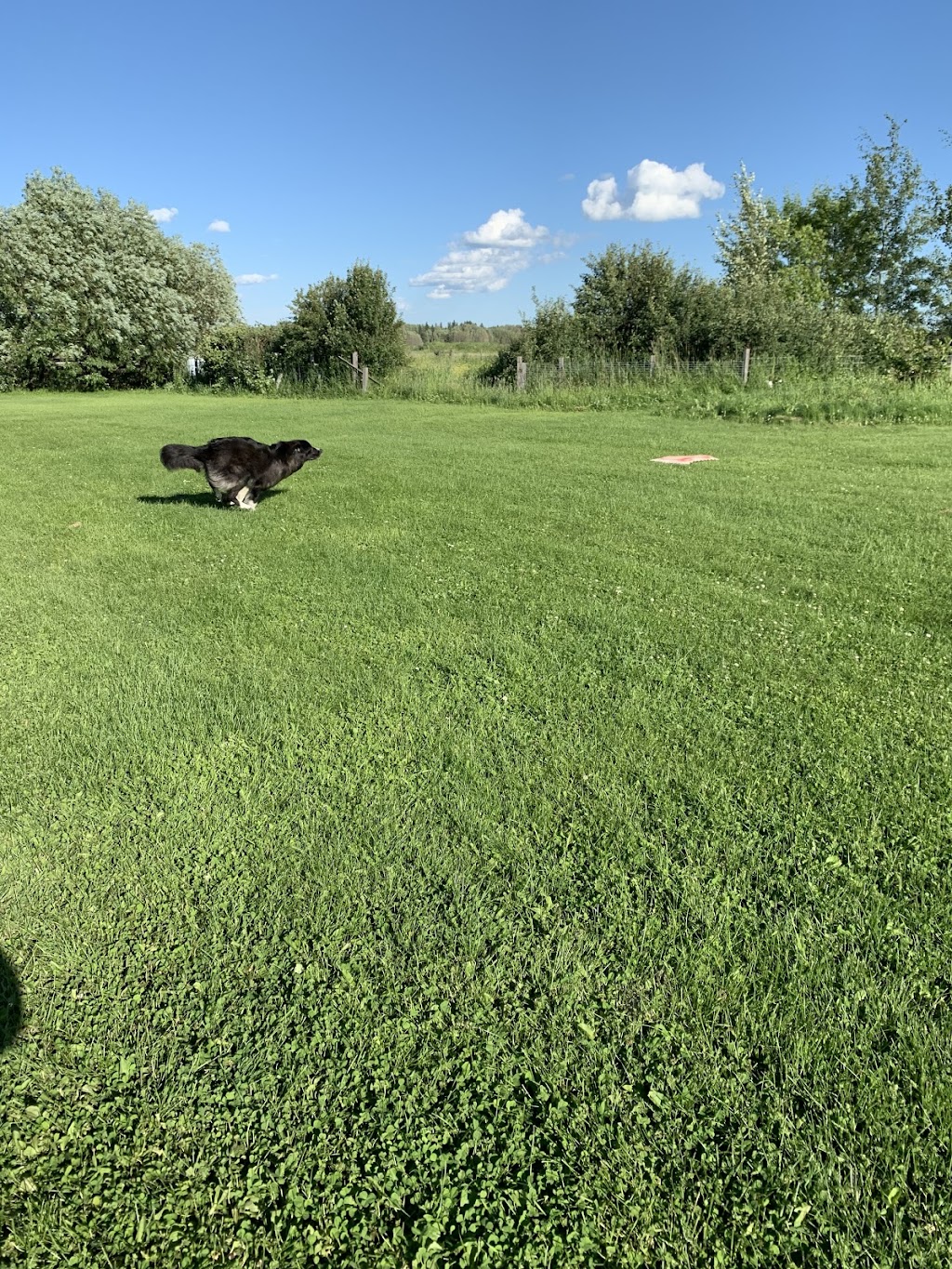 Black Gold Kennels | 50041 AB-814, Alberta T4X 0K2, Canada | Phone: (780) 980-2897