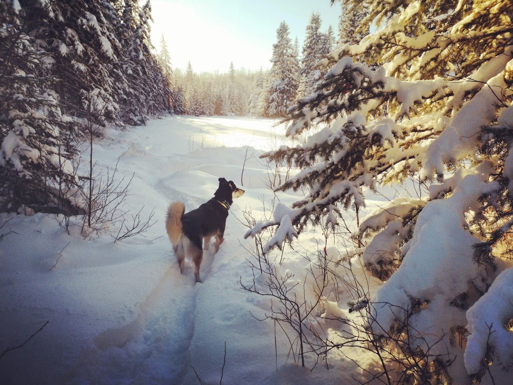 Larch Sanctuary | MacTaggart Sanctuary Trail Loop, Edmonton, AB T6J 5N2, Canada