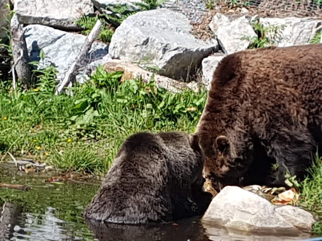 Grouse Mountain Grizzly Bear Habitat | North Vancouver, BC V7R, Canada | Phone: (604) 980-9311