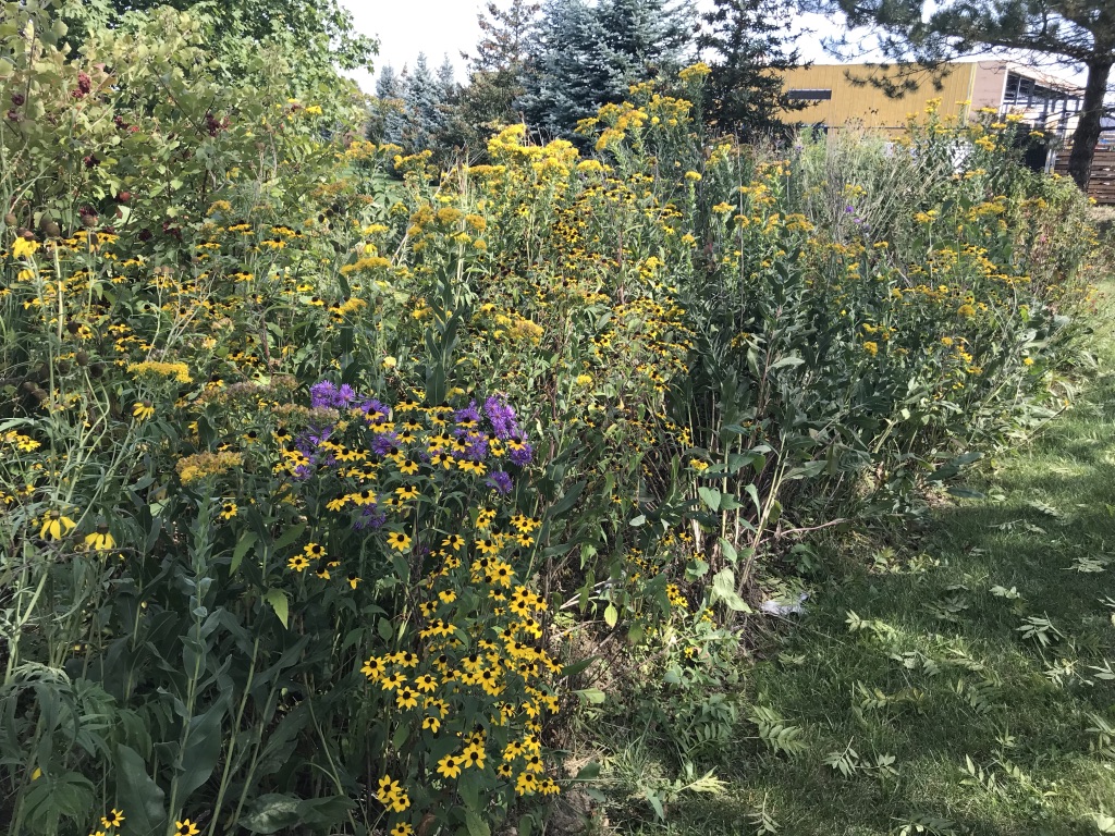 Native Plant Source | 1120 Wurster Pl, Breslau, ON N0B 1M0, Canada | Phone: (519) 240-4159