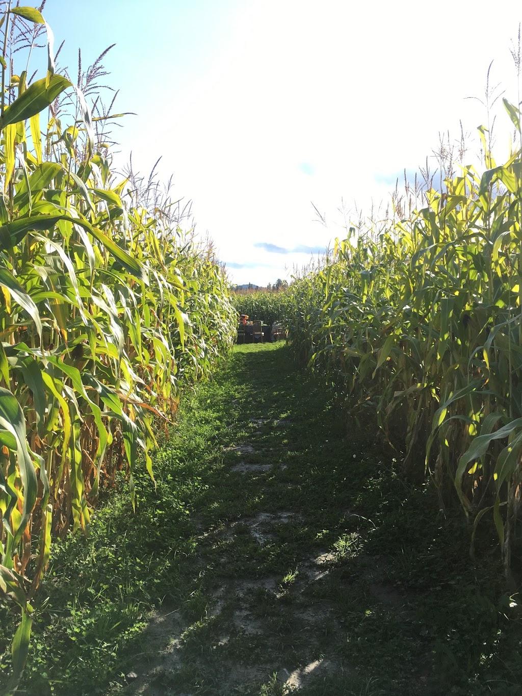 Saanichton Corn Maze | 7979 Central Saanich Rd, Saanichton, BC V8M 1T7, Canada | Phone: (778) 628-0788