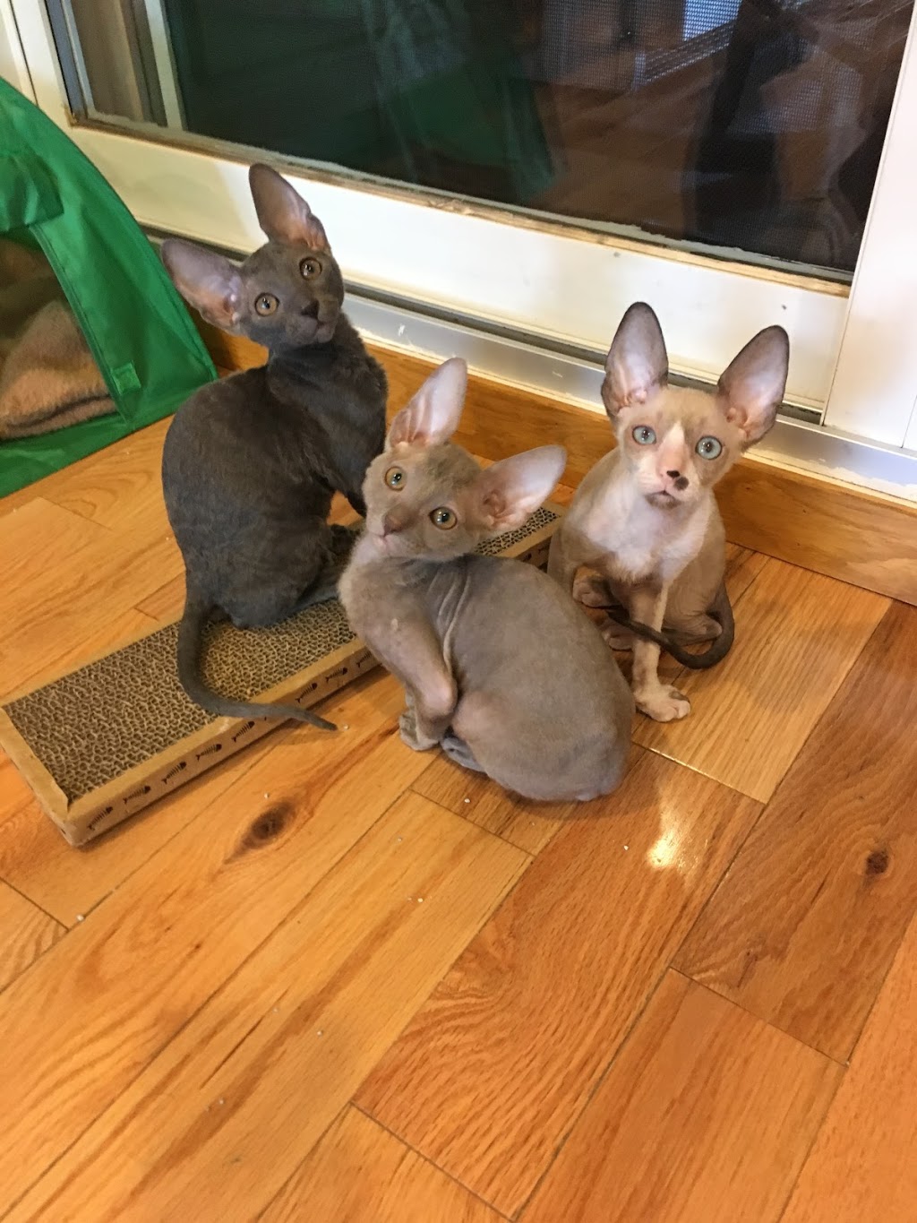 Rexpertise élevage de chats Cornish Rex de Cornouailles | 380 Rue Reynolds, Granby, QC J2G 5W5, Canada | Phone: (450) 991-2697