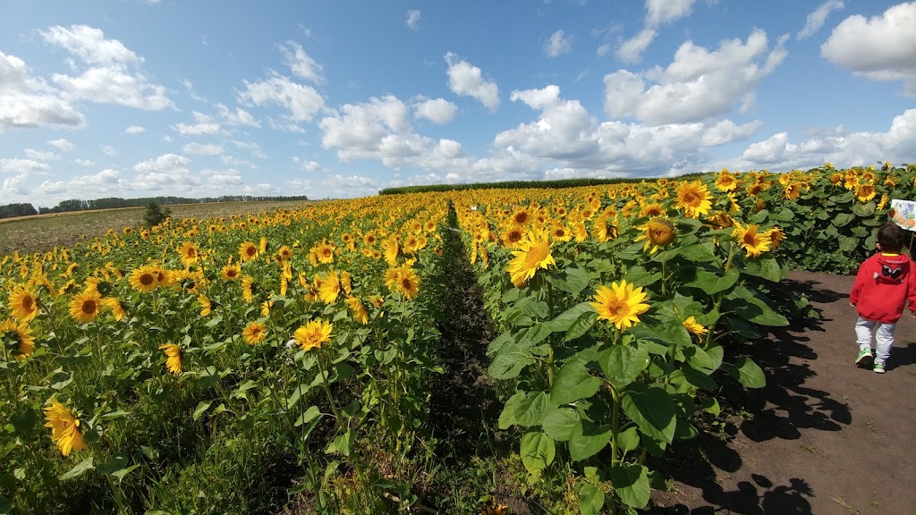 Kraay Family Farm, Home of the Lacombe Corn Maze, inc. | Site 6 Box 9 RR 1, Lacombe, AB T4L 2N1, Canada | Phone: (403) 302-1709