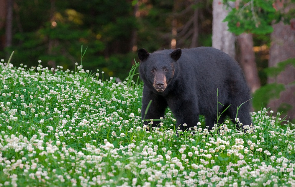 Whistler Discovery Tours | 8080 Nesters Rd, Whistler, BC V0N 1B2, Canada | Phone: (604) 966-7385