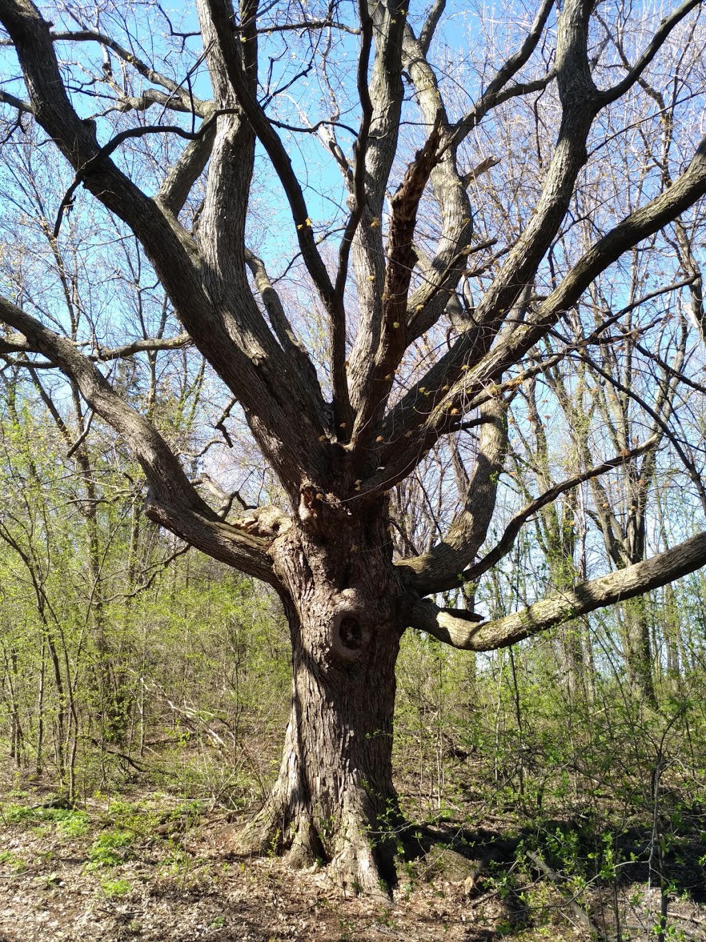 Arboretum Stephen-Langevin | Chemin de la Côte den Bas, Boucherville, QC J3V 6P4, Canada