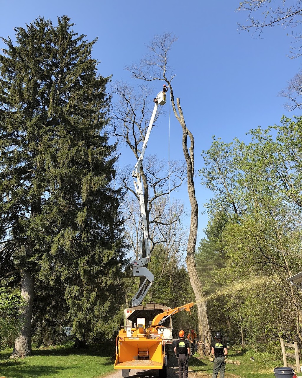 County Arborists Inc. | 106 Gardenville Rd, Carrying Place, ON K0K 1L0, Canada | Phone: (613) 969-6788