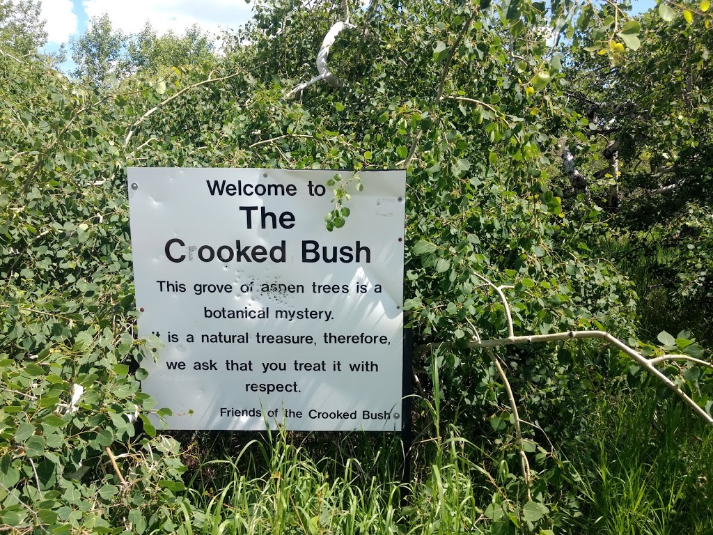 The Crooked Bush | Alticane, SK S0M 0A0, Canada | Phone: (306) 549-2331