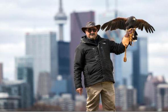 Hawkeye Bird and Animal Control & Falconry Experience North York | 1 Hycrest Ave #602, North York, ON M2N 6V8, Canada | Phone: (416) 429-5393