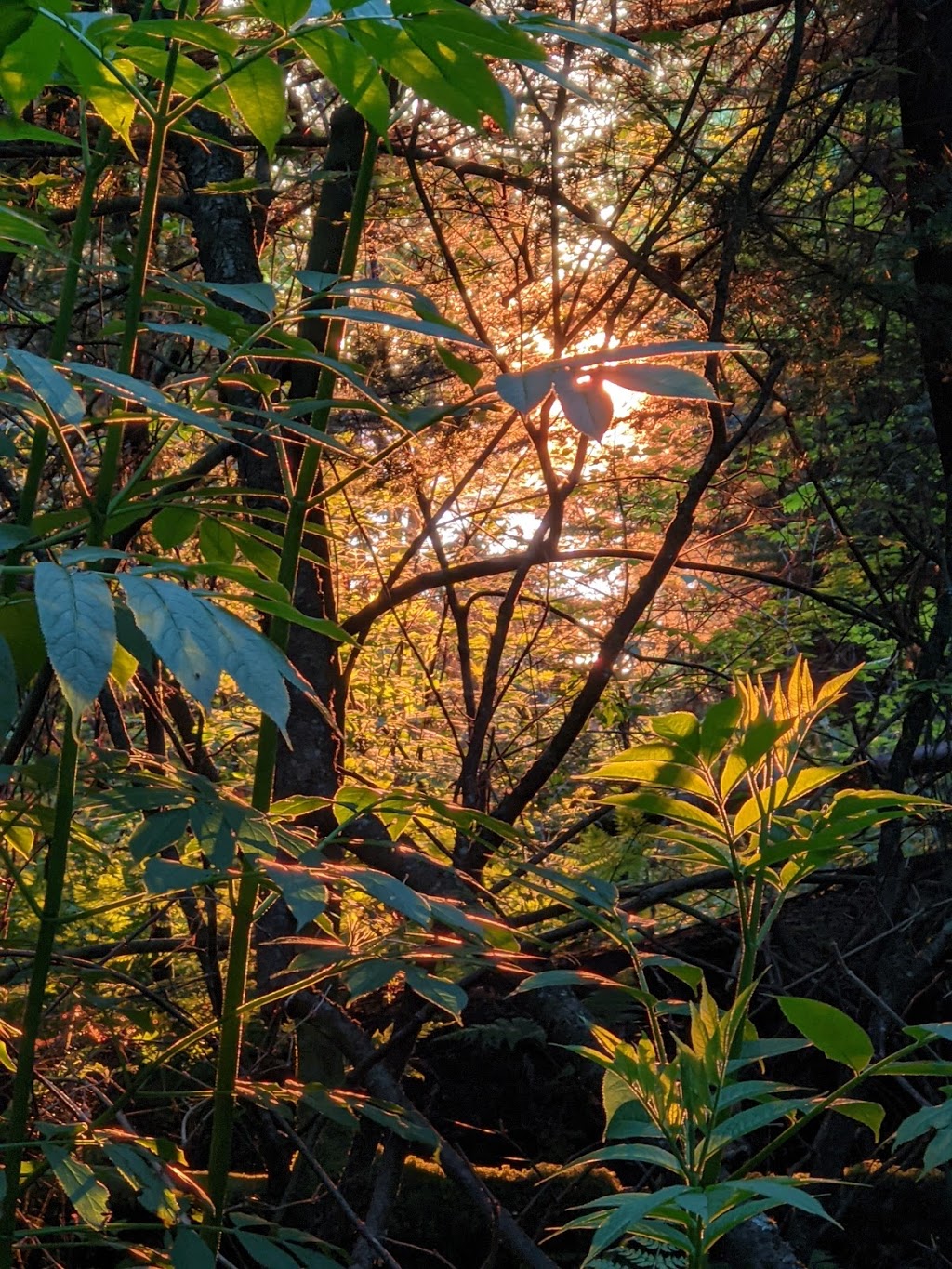 Prospect Point Picnic Area | 6200 Stanley Park Dr, Vancouver, BC V6G, Canada | Phone: (604) 873-7000