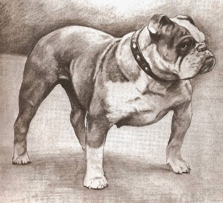 Olde Bulldogge Breed Association | 78 Main St S, Hagersville, ON N0A 1H0, Canada | Phone: (905) 379-4489