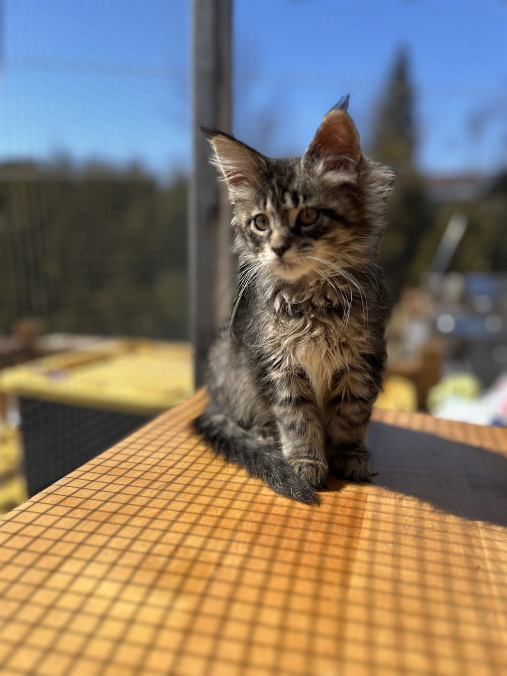 Mycoon, chatterie des Mainecoon | 4e Av, Deux-Montagnes, QC J7R 3B8, Canada | Phone: (438) 969-0380