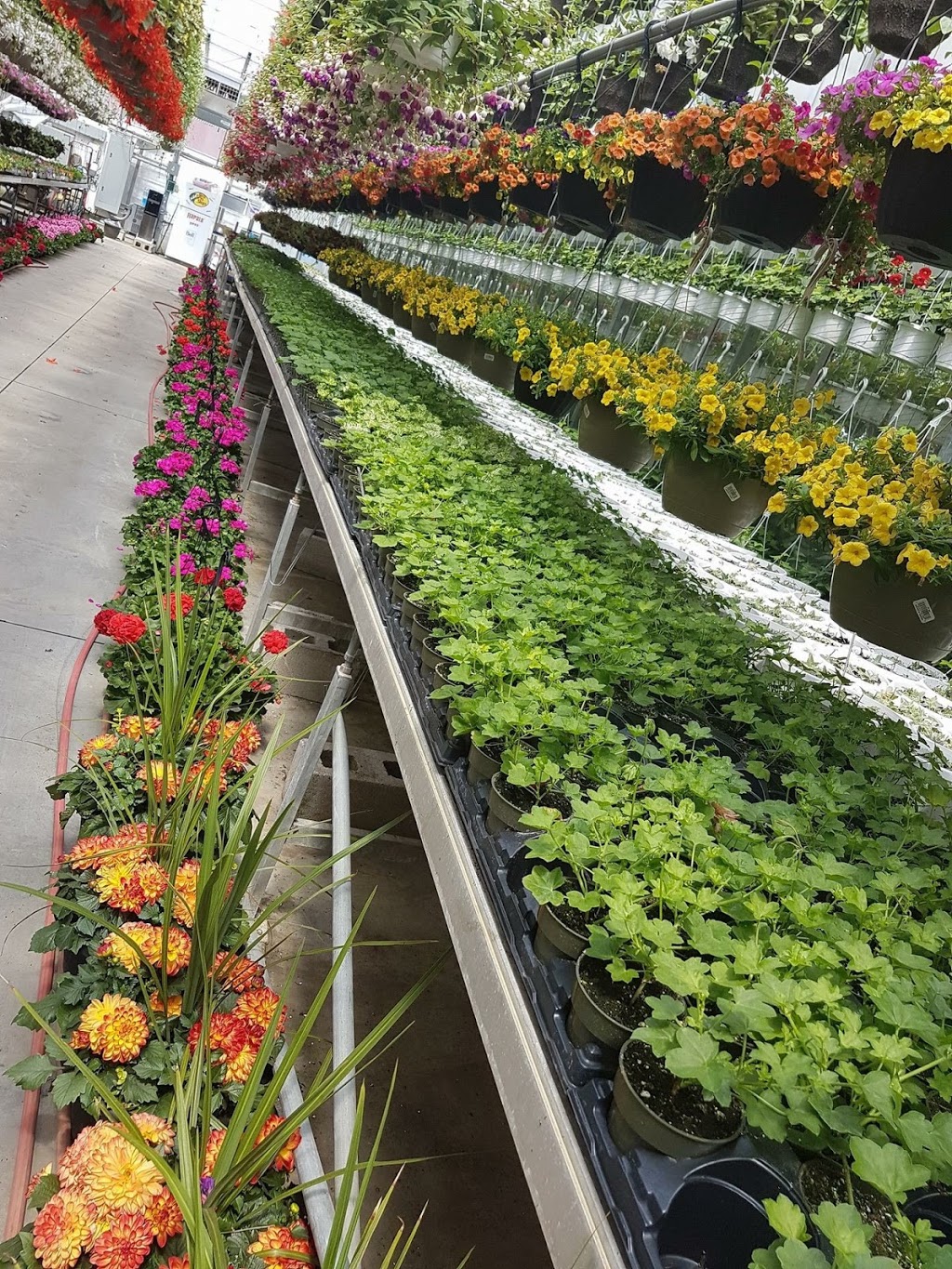 Century Home and Garden Greenhouses | 1431 ON-7A, Port Perry, ON L9L 1B5, Canada | Phone: (905) 985-2672