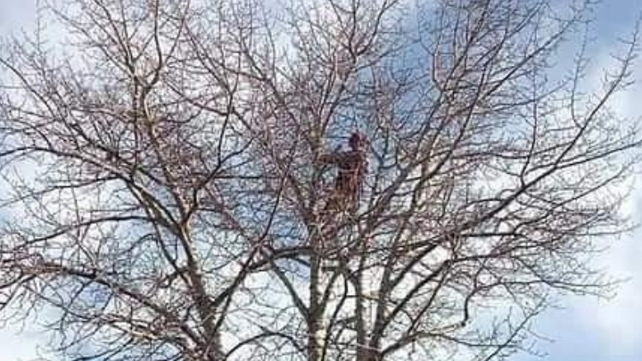 Mountain Country Tree Care | 67 Knight Pl, Crossfield, AB T0M 0S0, Canada | Phone: (403) 836-5765