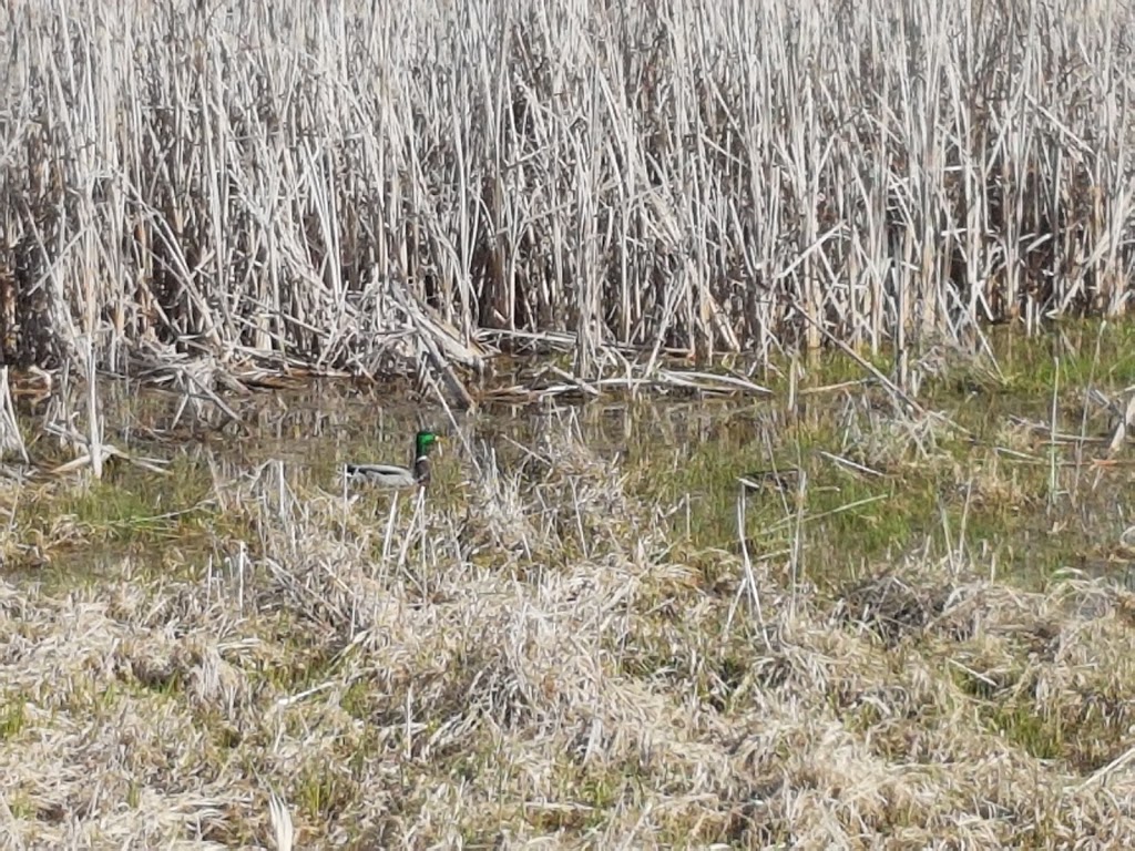 Nature Reserve Swan Lake | North Okanagan B, BC V1H 1P7, Canada