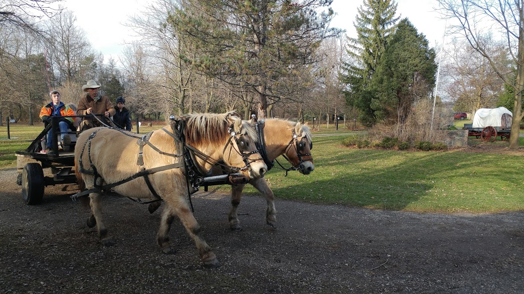 Texas Longhorn Ranch | 1745 Melwood Dr, Strathroy, ON N7G 3H5, Canada | Phone: (519) 247-3644