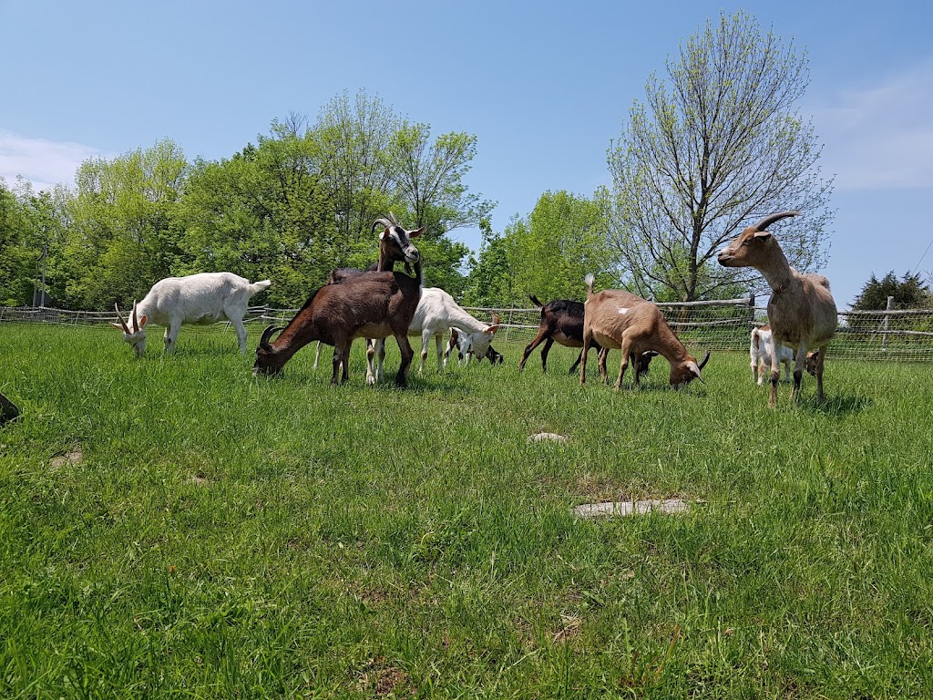 Salloch Family Homestead | 23 Isaac Lake Rd, Wiarton, ON N0H 2T0, Canada | Phone: (519) 239-3262