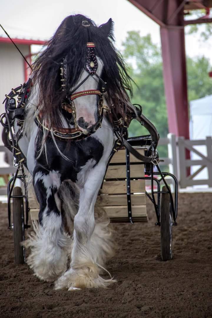 Cyclone Gypsy Horses | La Broquerie, MB R0A 0W0, Canada | Phone: (204) 424-5123