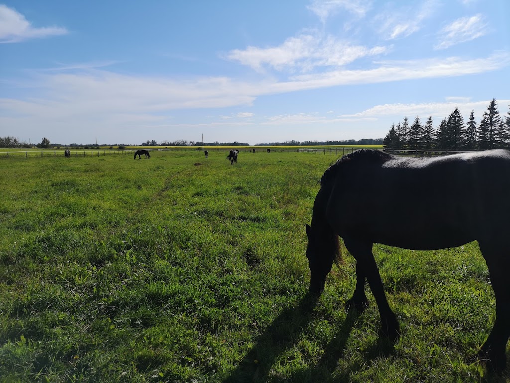 Black & White Dairy / Muilwijk Friesians | 40025 Range Road 280, AB T4M 0W8, Canada | Phone: (403) 885-0345