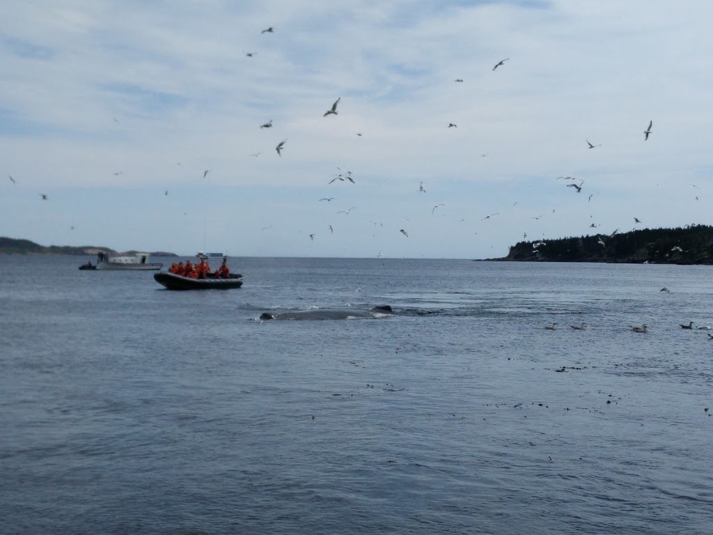 Elaines B & B By the Sea | 30 Lower Loop Rd, Witless Bay, NL A0A 4K0, Canada | Phone: (709) 334-2722