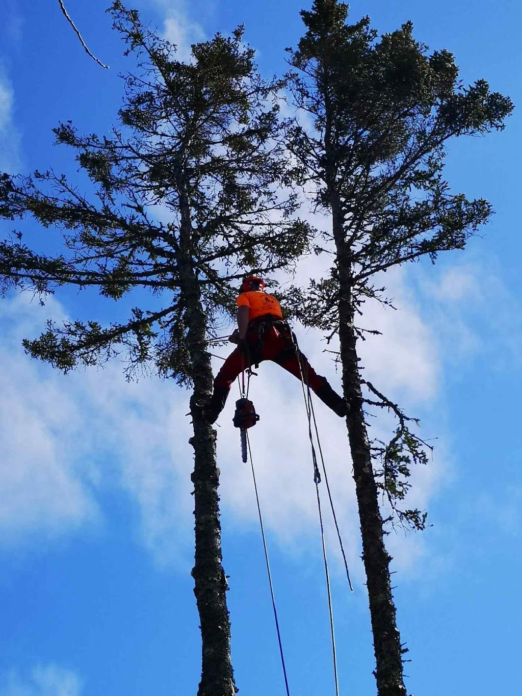 Burlin Nickerson Tree Service | 447 Nova Scotia Trunk 3, Lower East Pubnico, NS B0W 2A0, Canada | Phone: (902) 635-3154