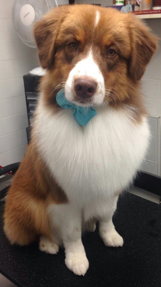 Burlington Dog Grooming | 450 Appleby Line, Burlington, ON L7L 2Y2, Canada | Phone: (289) 230-1233