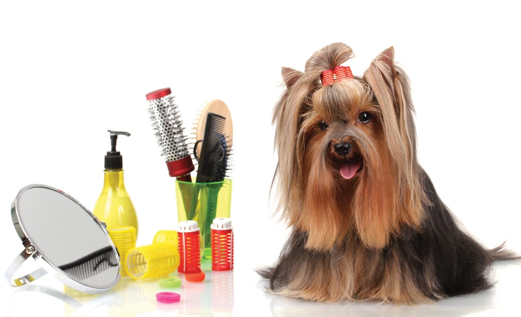 Dog Lovers Pet Grooming | 887 Cowper St, Victoria, BC V9A 2G4, Canada | Phone: (250) 474-4451