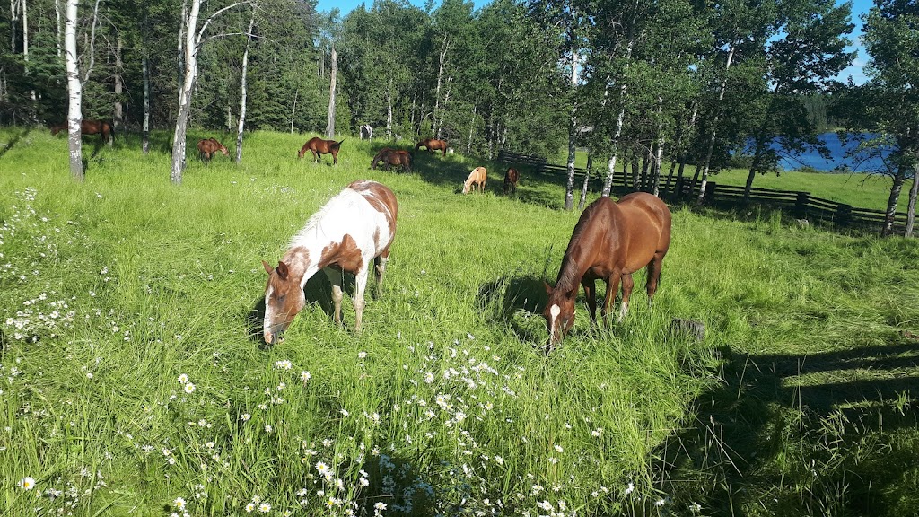 Watch Lake Lodge | 6355 Little Green Lake Rd, Cariboo L, BC V0K 0A0, Canada | Phone: (250) 456-7741