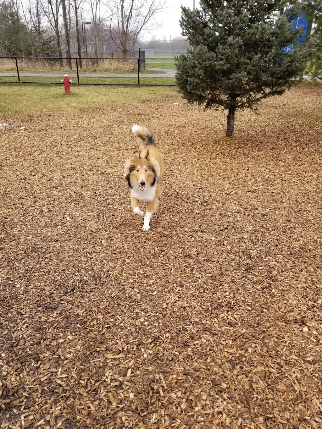 Duggan Park Off-Leash Area | 100 Ken Whillans Dr, Brampton, ON L6V 0A4, Canada