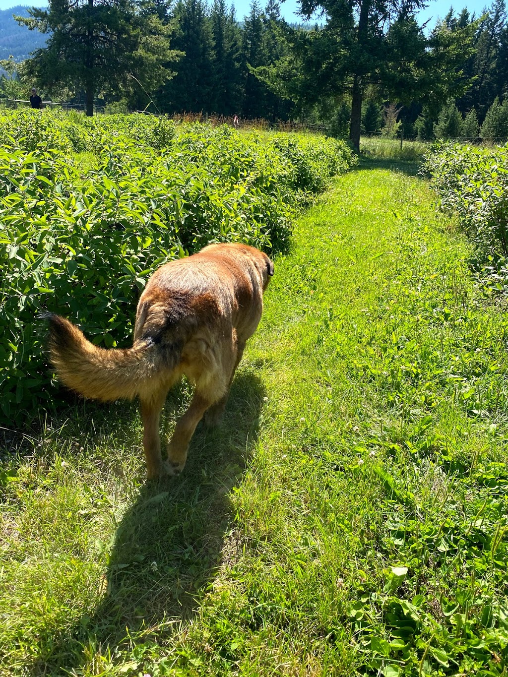 Honeyberry Farm Market | Lake Bay Rd, Heffley Creek, BC V0E 1Z1, Canada | Phone: (250) 578-0781