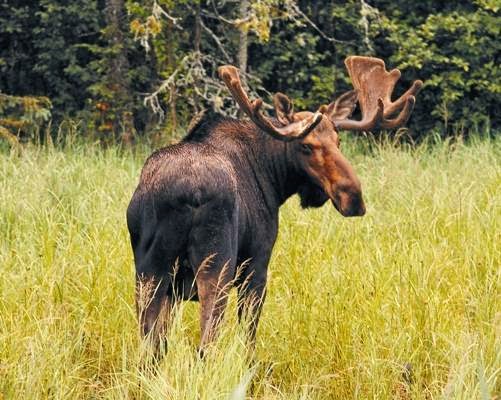 Adventure Lodge | #250 Nipissing River Road, Algonquin Park - Whitney, ON K0J 2M0, Canada | Phone: (888) 327-3403