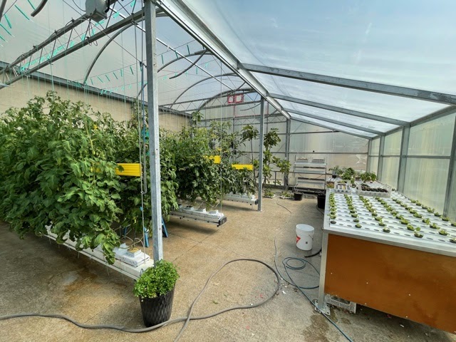 Greenhouse Grower Classifieds | 1634 Seacliff Dr, Kingsville, ON N9Y 2M6, Canada | Phone: (519) 322-1072
