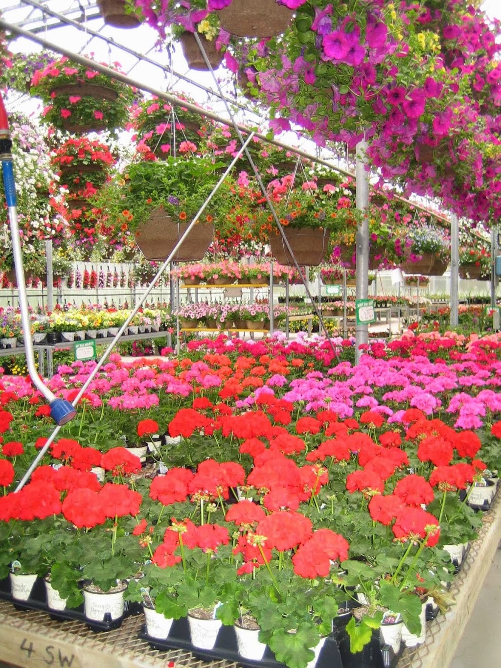 Witzkes Greenhouses Ltd. | 1621 Pebblestone Rd, Courtice, ON L1E 2H1, Canada | Phone: (905) 436-9204