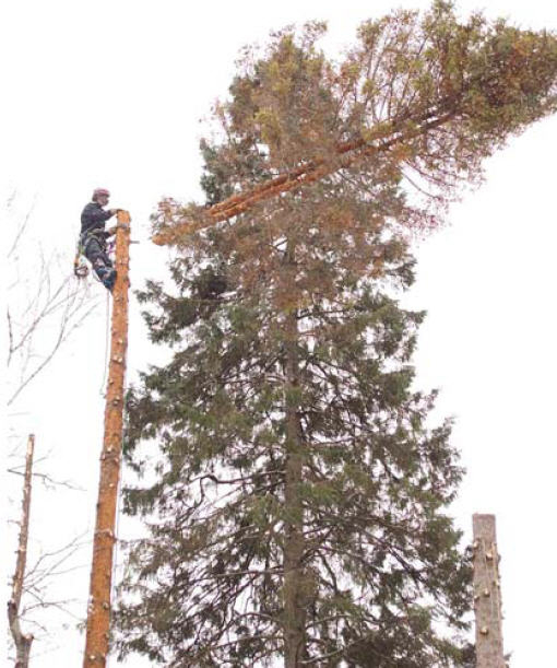 Altitude Arboriculture | 40 Chem. des Lacs, Lac-Beauport, QC G3B 1C2, Canada | Phone: (418) 849-1882