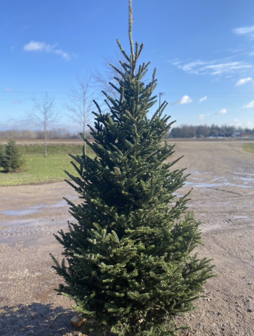 Little Creek Tree Farm | 20021 Heritage Rd, Thorndale, ON N0M 2P0, Canada | Phone: (519) 671-8733