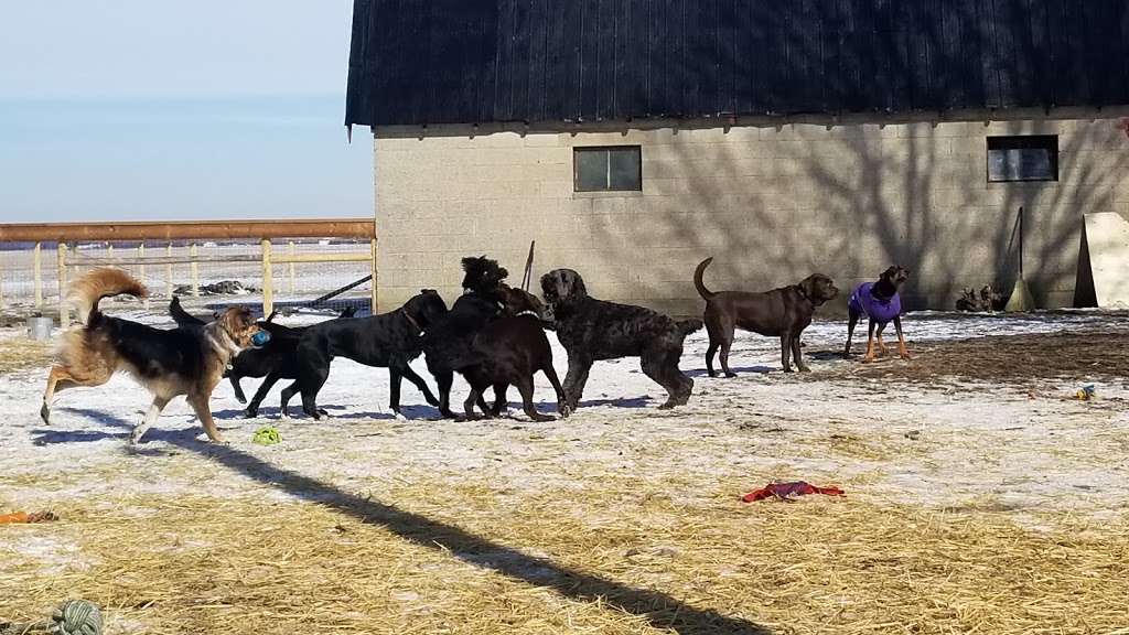 Happy Paws Dog Daycare & Boarding | 2190 County Rd. 20 W, Harrow, ON N0R 1G0, Canada | Phone: (226) 787-2809