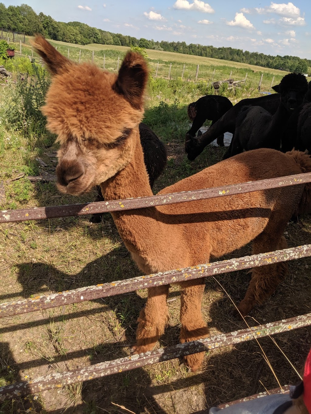 DL Farms Alpaca (registered Alpaca and Products) | RR1, 542 Amberley Rd, Lucknow, ON N0G 2H0, Canada | Phone: (519) 528-2406