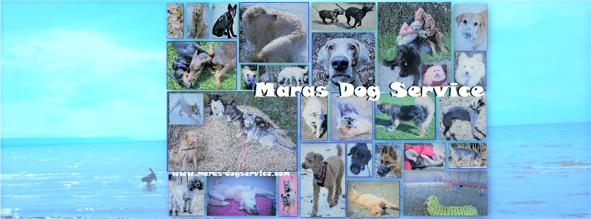 Maras Dog Service | 3278 Innisfil Beach Rd, Innisfil, ON L9S 4C7, Canada | Phone: (437) 344-2810