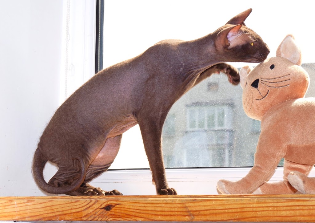 Romanov Cattery of Peterbald | 96 Rue des Érables, Sainte-Sabine, QC G0R 4H0, Canada | Phone: (418) 383-5586