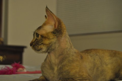 CURLY PRIDE Devon Rex Cattery (Toronto, ON) | 35 Cedarcroft Blvd, North York, ON M2R 2Z4, Canada