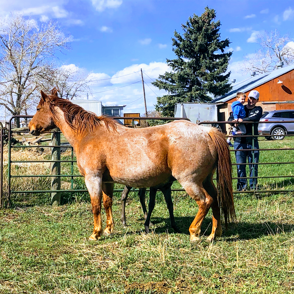 Neighbourly Stables | 1125 43 St S, Lethbridge, AB T1J 4W2, Canada | Phone: (587) 220-1414