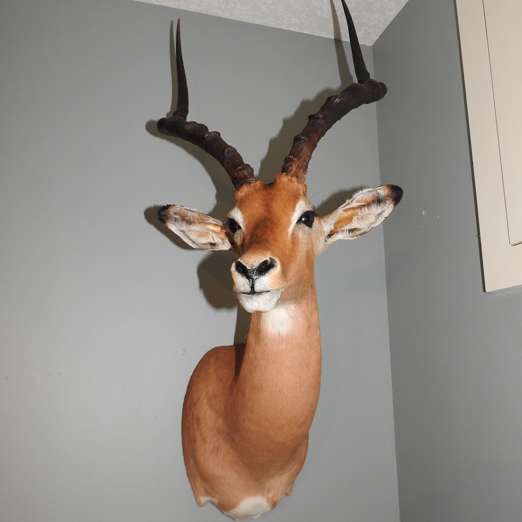 Cougars Den Taxidermy | Calgary, AB T2K 3N2, Canada | Phone: (403) 615-0020